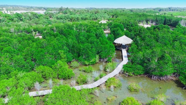Lagoona Bình Châu ẩn mình giữa rừng đước trăm tuổi quý hiếm